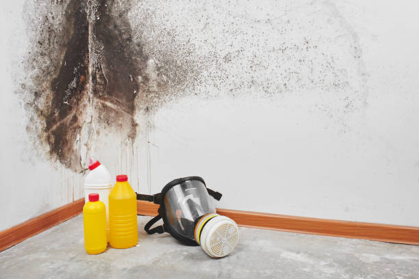 Best Commercial Mold Removal  in Flatonia, TX