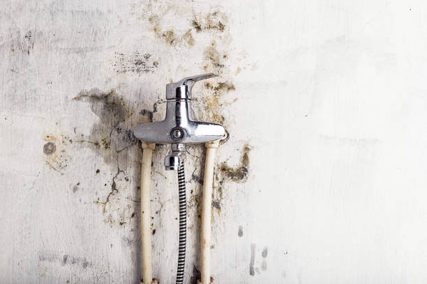 Best Mold Damage Repair  in Flatonia, TX