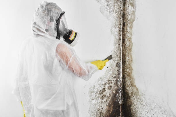 Best Crawl Space Mold Removal  in Flatonia, TX