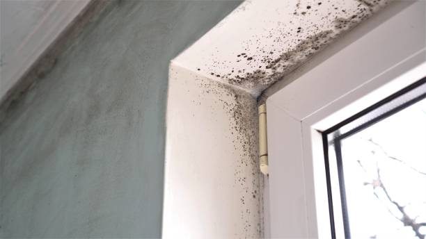 Office Mold Removal Services in Flatonia, TX