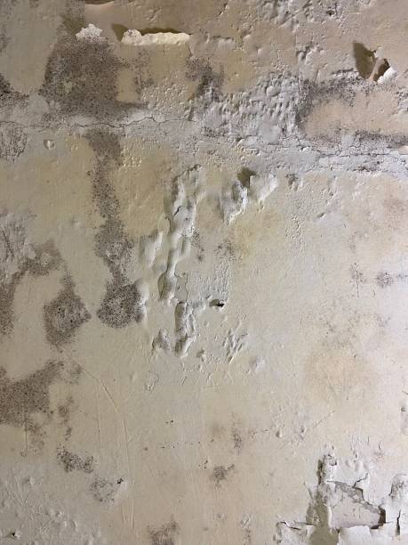 Best Certified Mold Removal  in Flatonia, TX