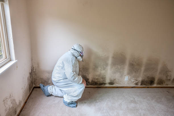 Best Same-Day Mold Removal  in Flatonia, TX