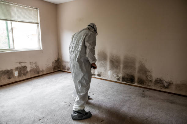 Best Certified Mold Removal  in Flatonia, TX