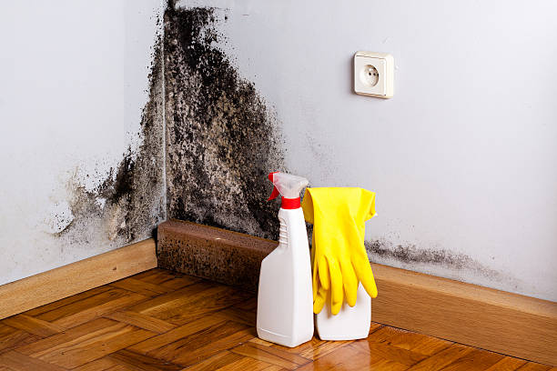 Best Office Mold Removal Services  in Flatonia, TX