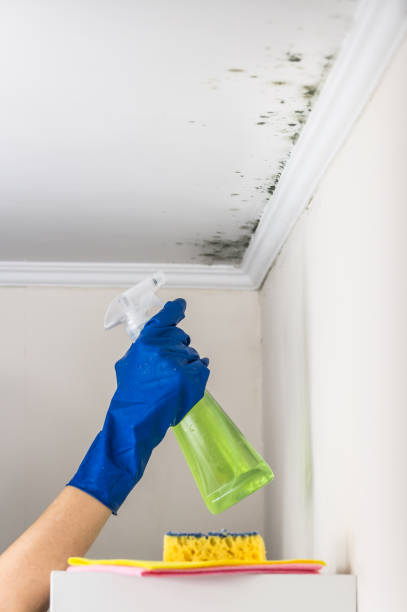 Best Commercial Mold Removal  in Flatonia, TX